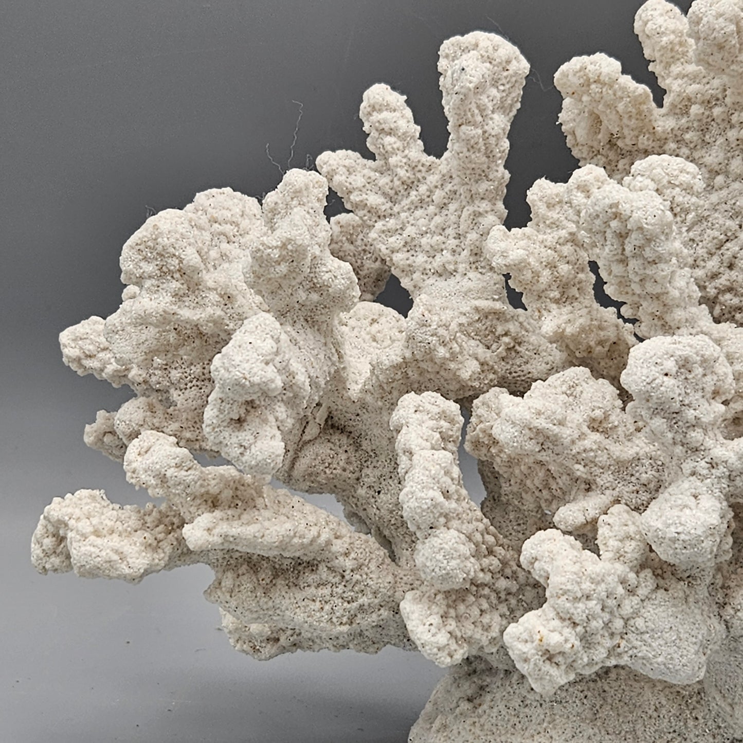 Faux White Coral Sculpture (2 Available)