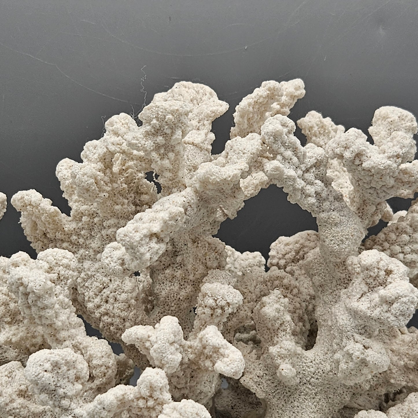 Faux White Coral Sculpture (2 Available)