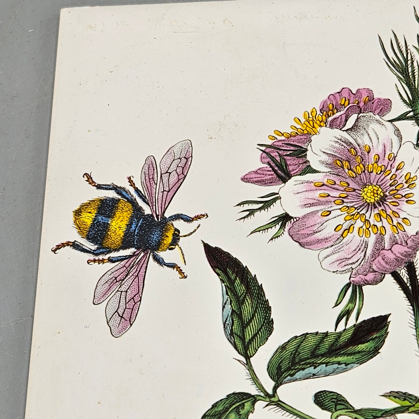 Vintage Portmeirion Botanic Garden Ceramic Trivet Dog Rose Bee Butterfly