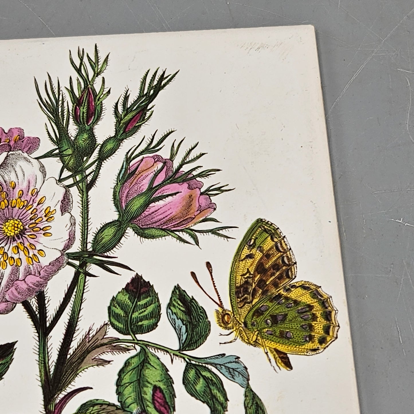 Vintage Portmeirion Botanic Garden Ceramic Trivet Dog Rose Bee Butterfly