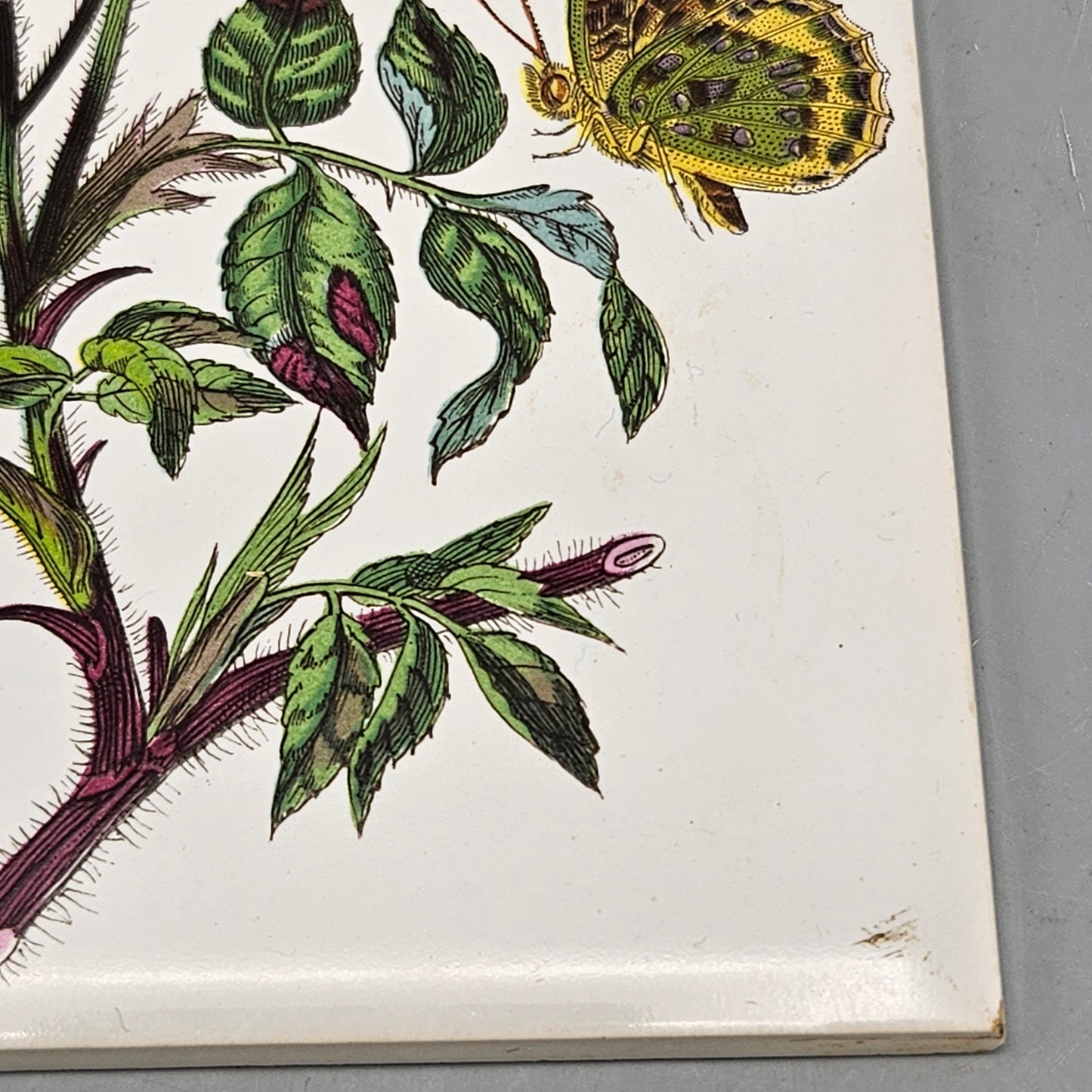 Vintage Portmeirion Botanic Garden Ceramic Trivet Dog Rose Bee Butterfly