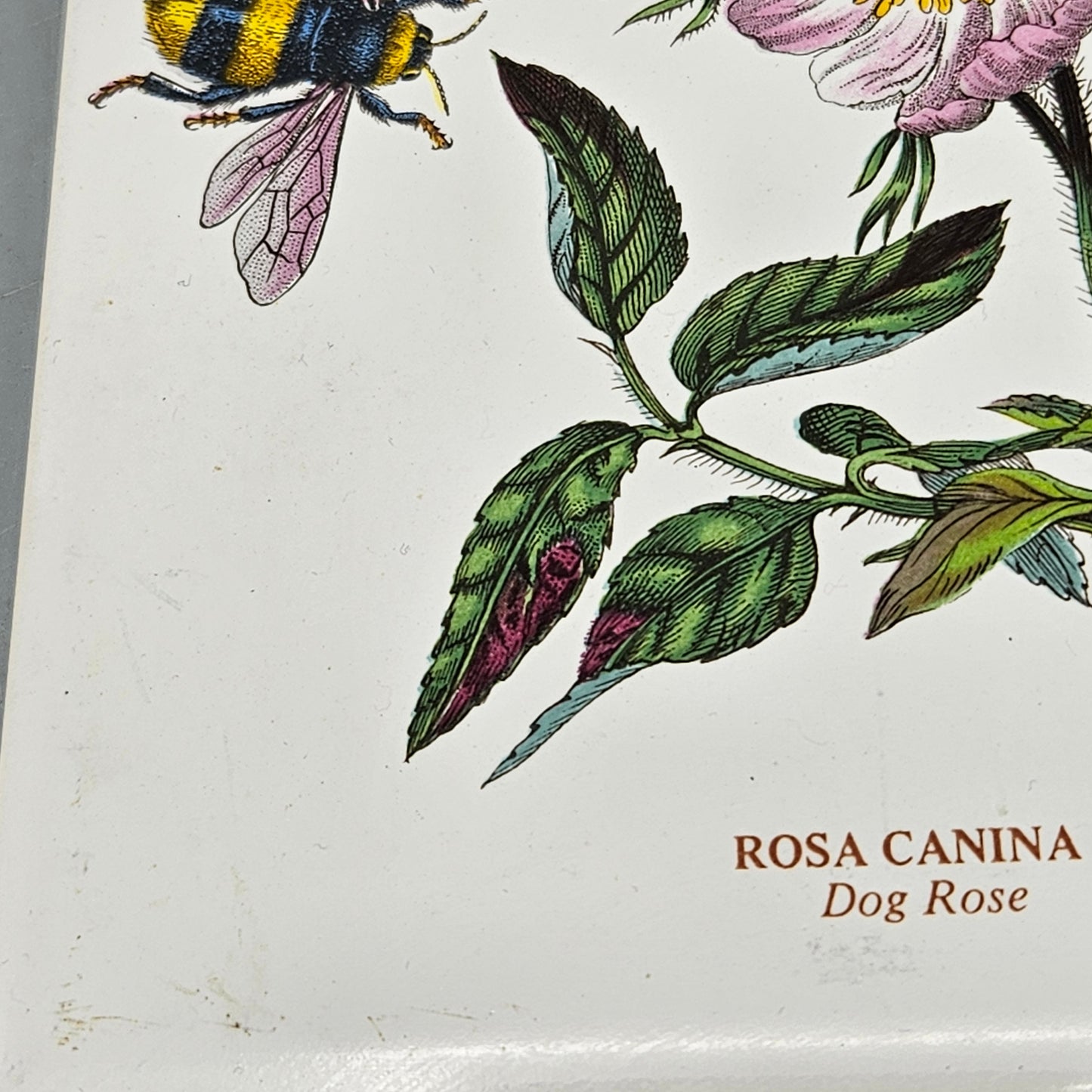 Vintage Portmeirion Botanic Garden Ceramic Trivet Dog Rose Bee Butterfly