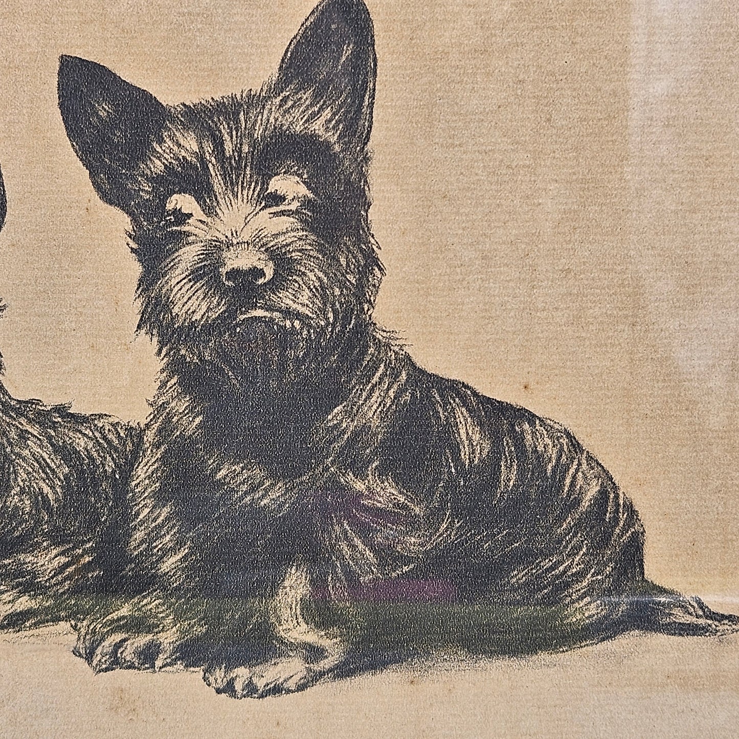 Antique Black Scottie Dog Print "Check and Double Check" by Grace Drayton