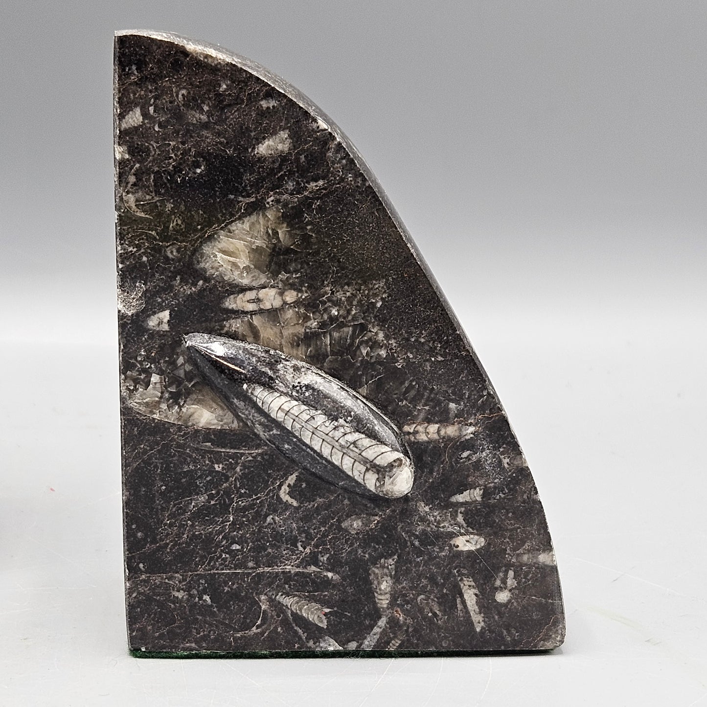 Pair of Orthoceras Bookends