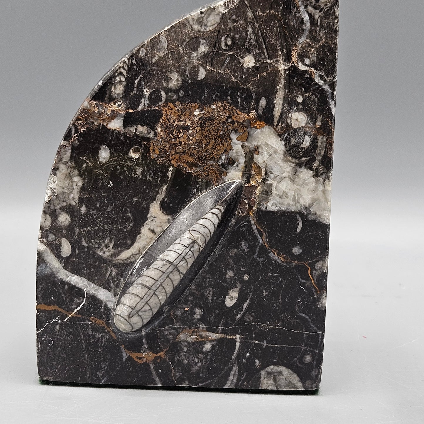 Pair of Orthoceras Bookends