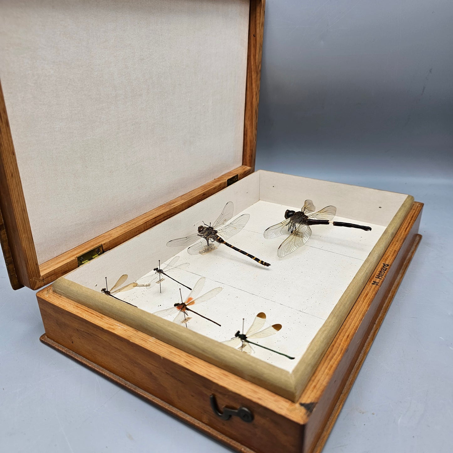 Wooden Box with Dragonfly Collection