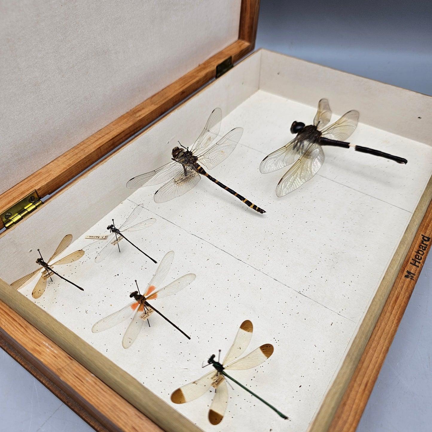 Wooden Box with Dragonfly Collection