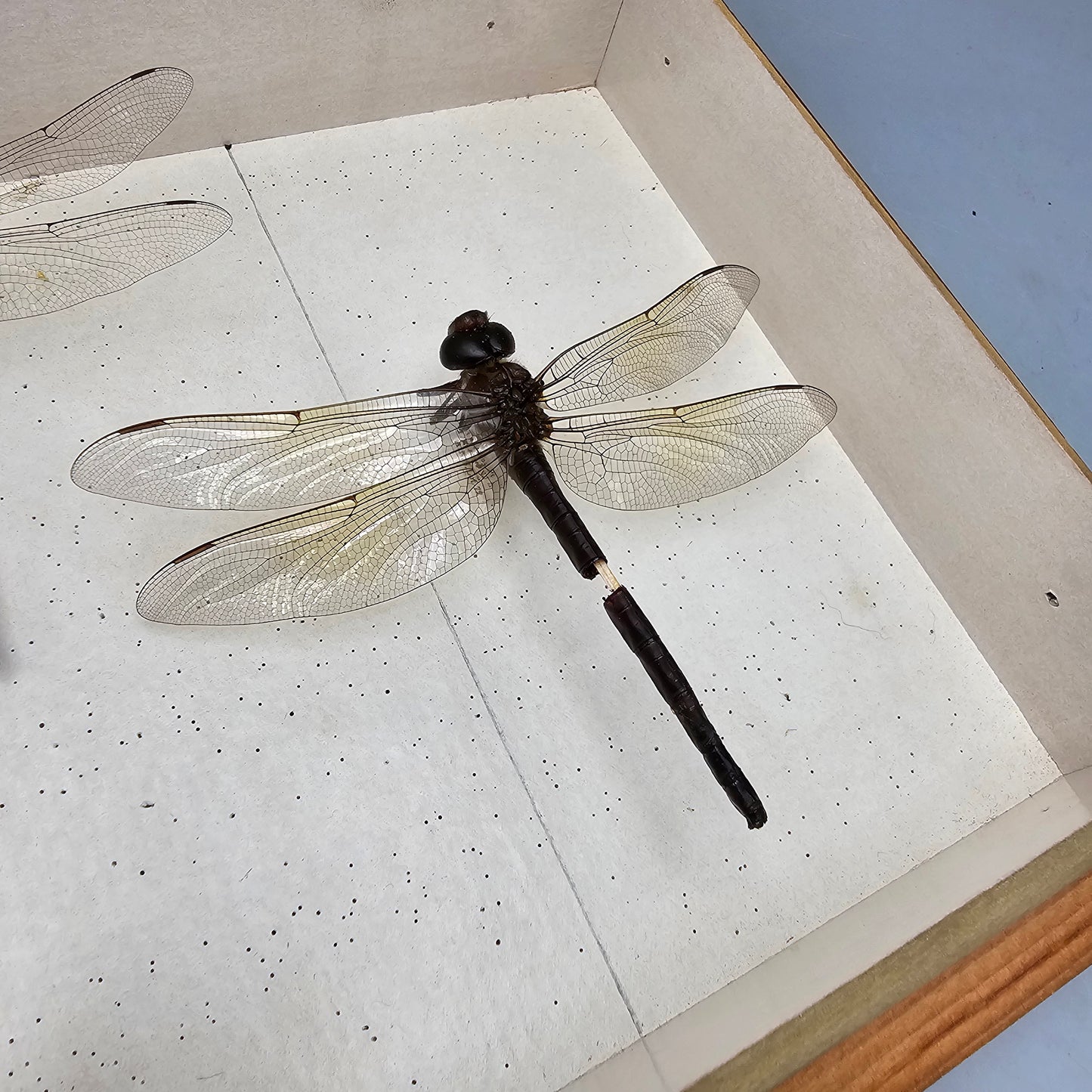 Wooden Box with Dragonfly Collection
