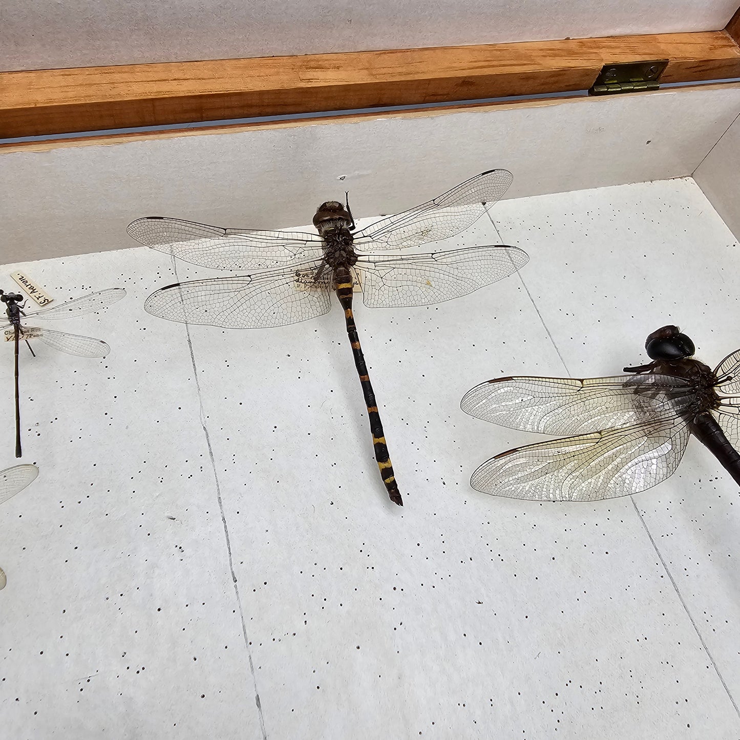Wooden Box with Dragonfly Collection