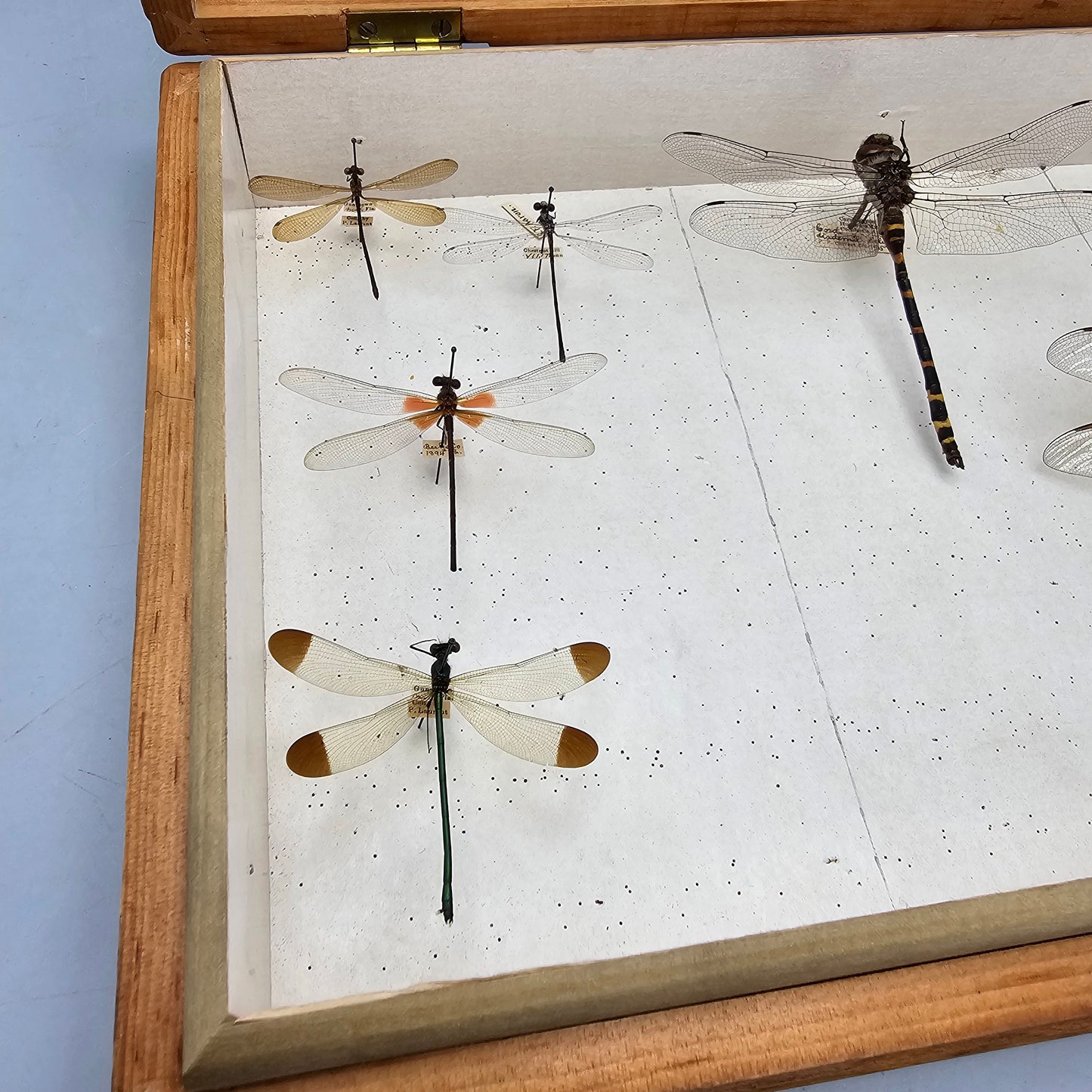 Wooden Box with Dragonfly Collection
