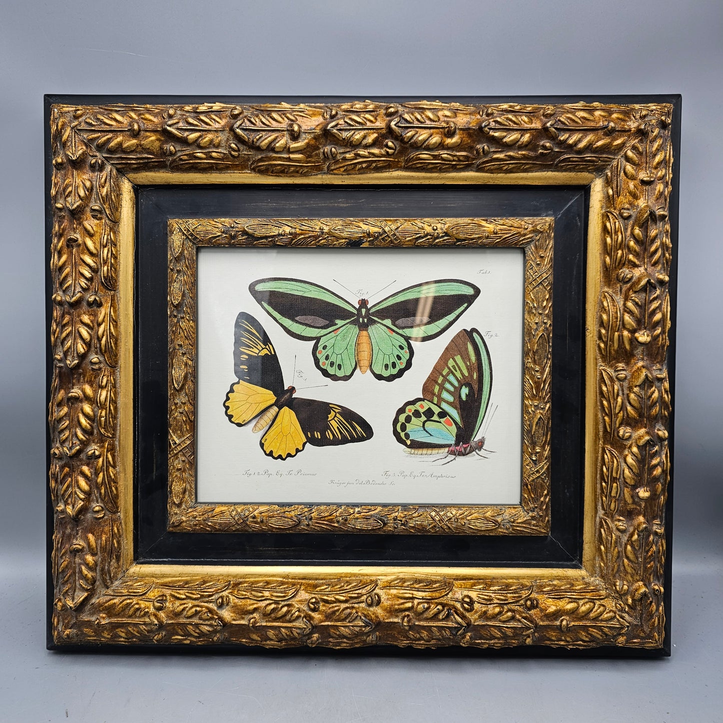 Vintage Hand Colored Butterfly Print / Artwork