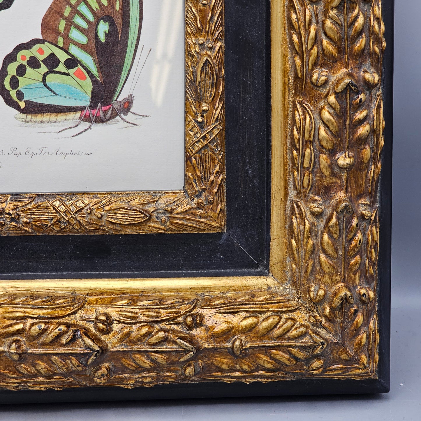 Vintage Hand Colored Butterfly Print / Artwork