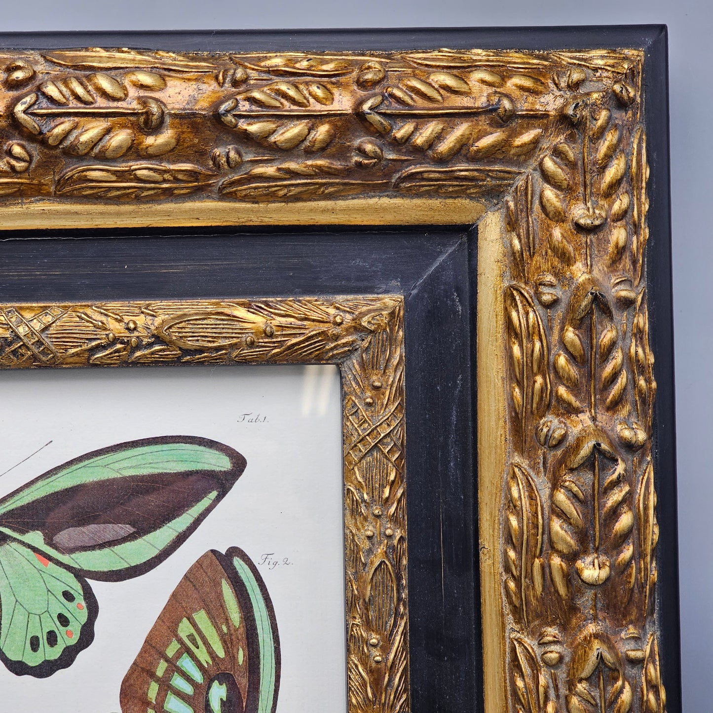 Vintage Hand Colored Butterfly Print / Artwork