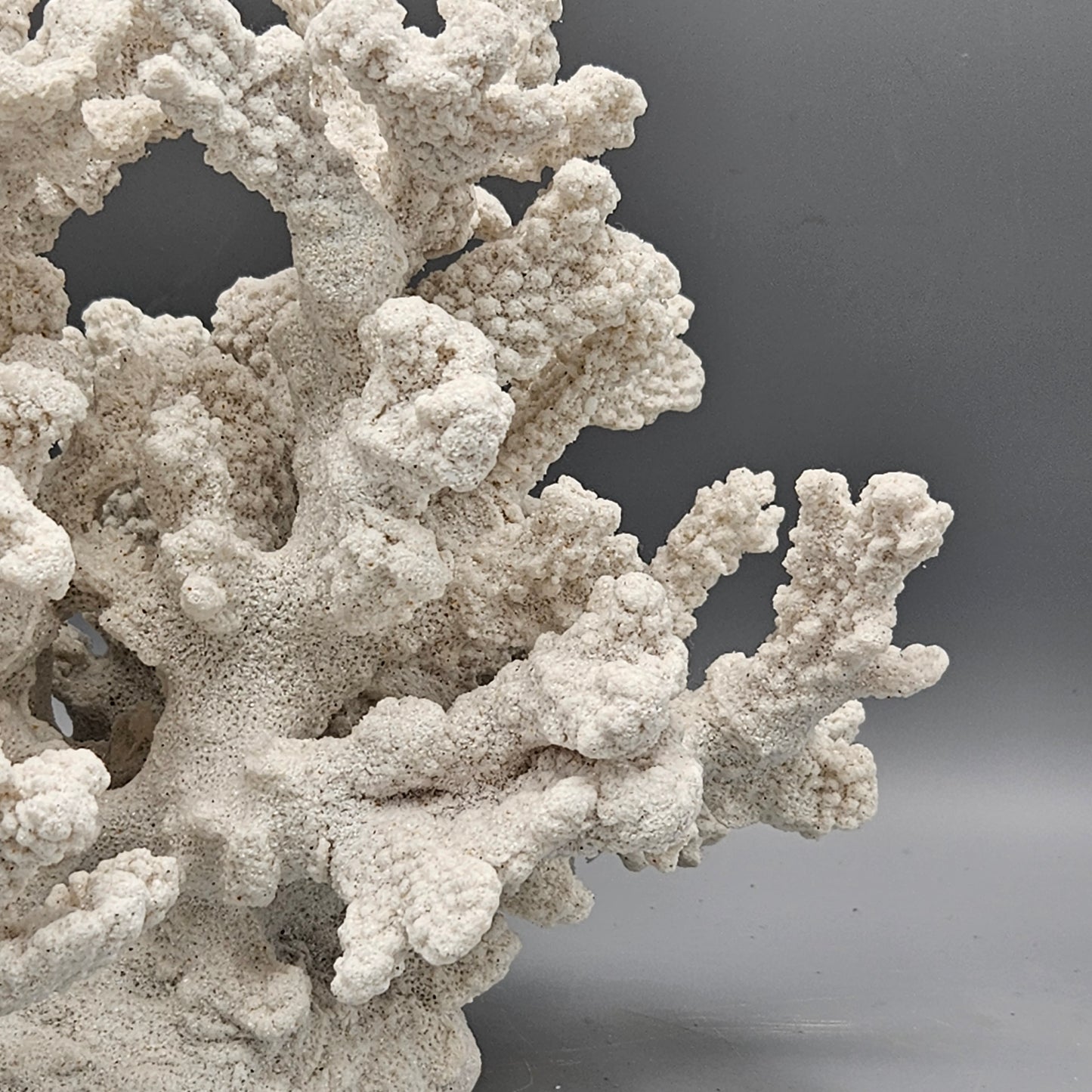 Faux White Coral Sculpture (2 Available)