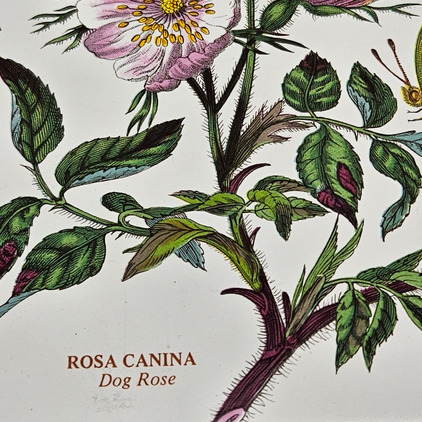 Vintage Portmeirion Botanic Garden Ceramic Trivet Dog Rose Bee Butterfly