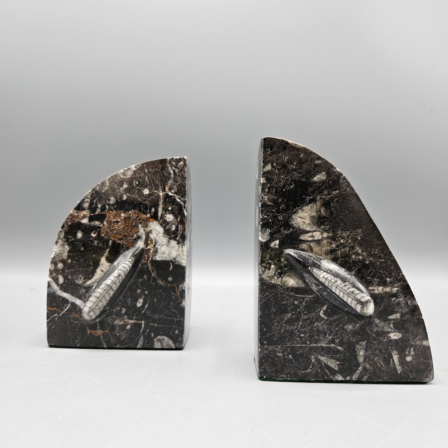 Pair of Orthoceras Bookends