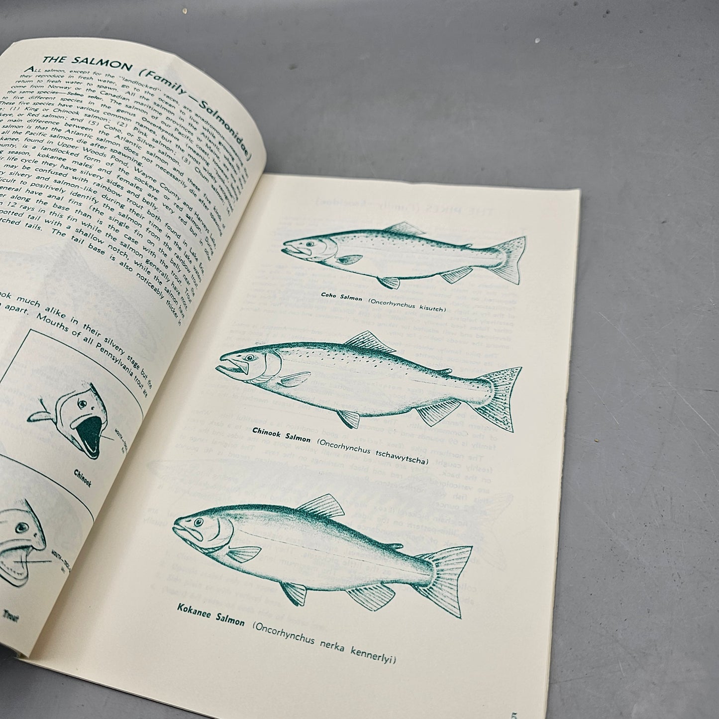 Vintage Book "Identifying The Common Fishes Of Pennsylvania" By Buss And Miller