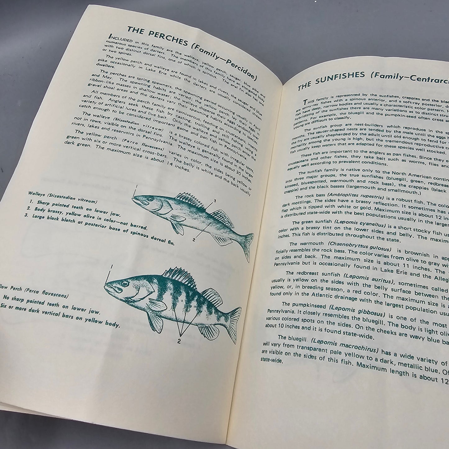 Vintage Book "Identifying The Common Fishes Of Pennsylvania" By Buss And Miller
