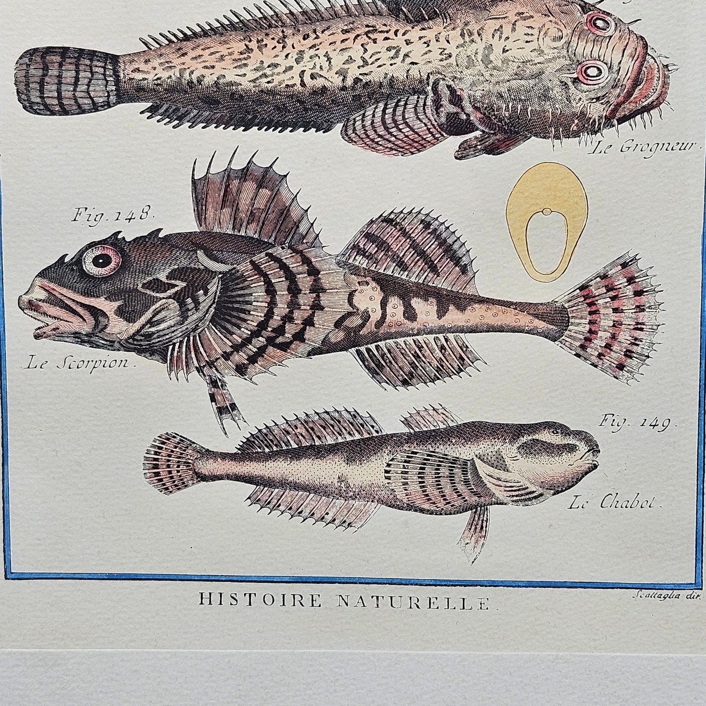 Antique Framed Fish Print Histoire Naturelle ~ Sea Scorpion