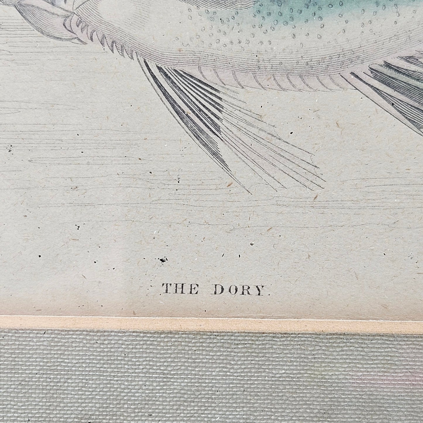 Vintage Framed Fish Etching of The Dory