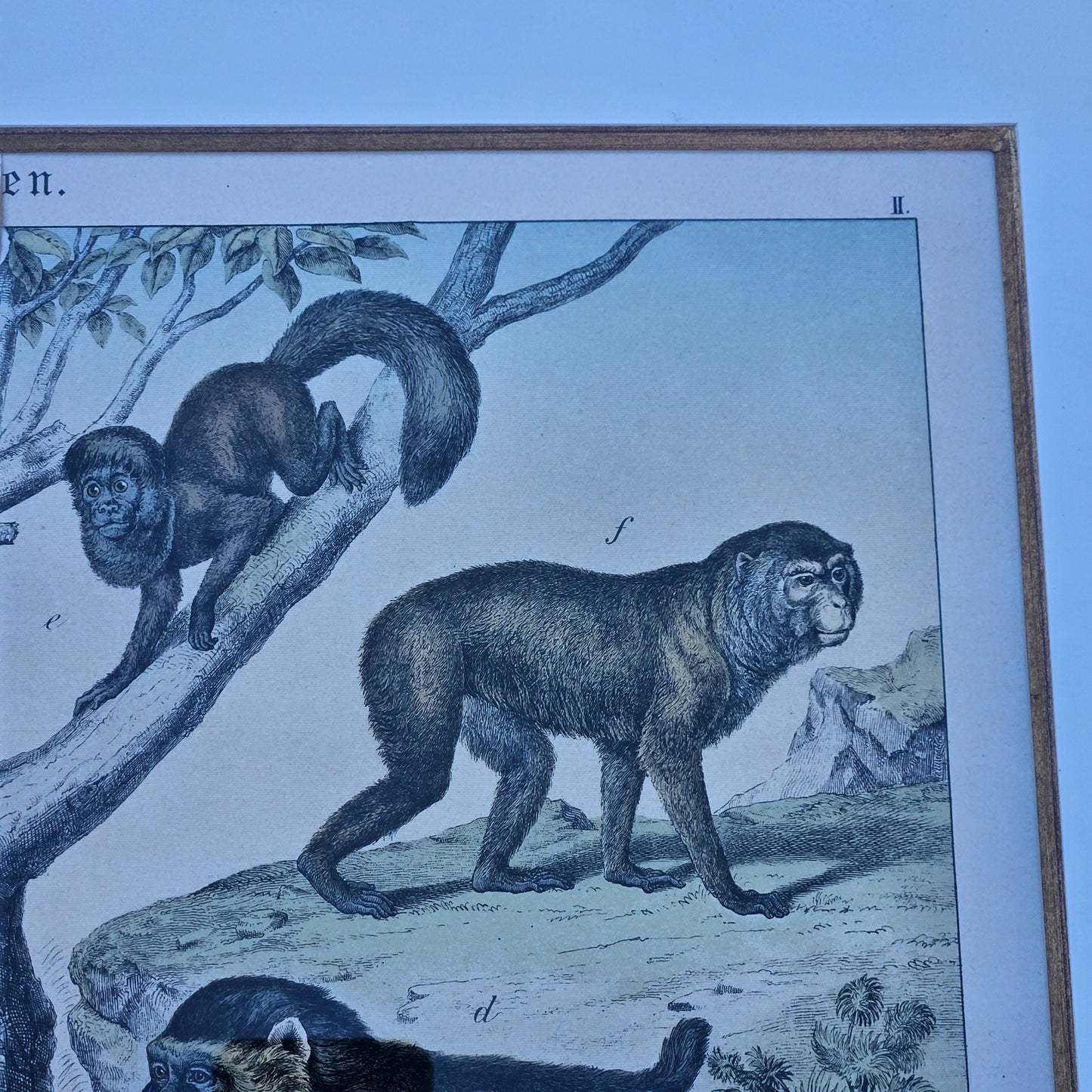 Antique Framed Lithograph of Monkeys & Baboons by GH Schubert