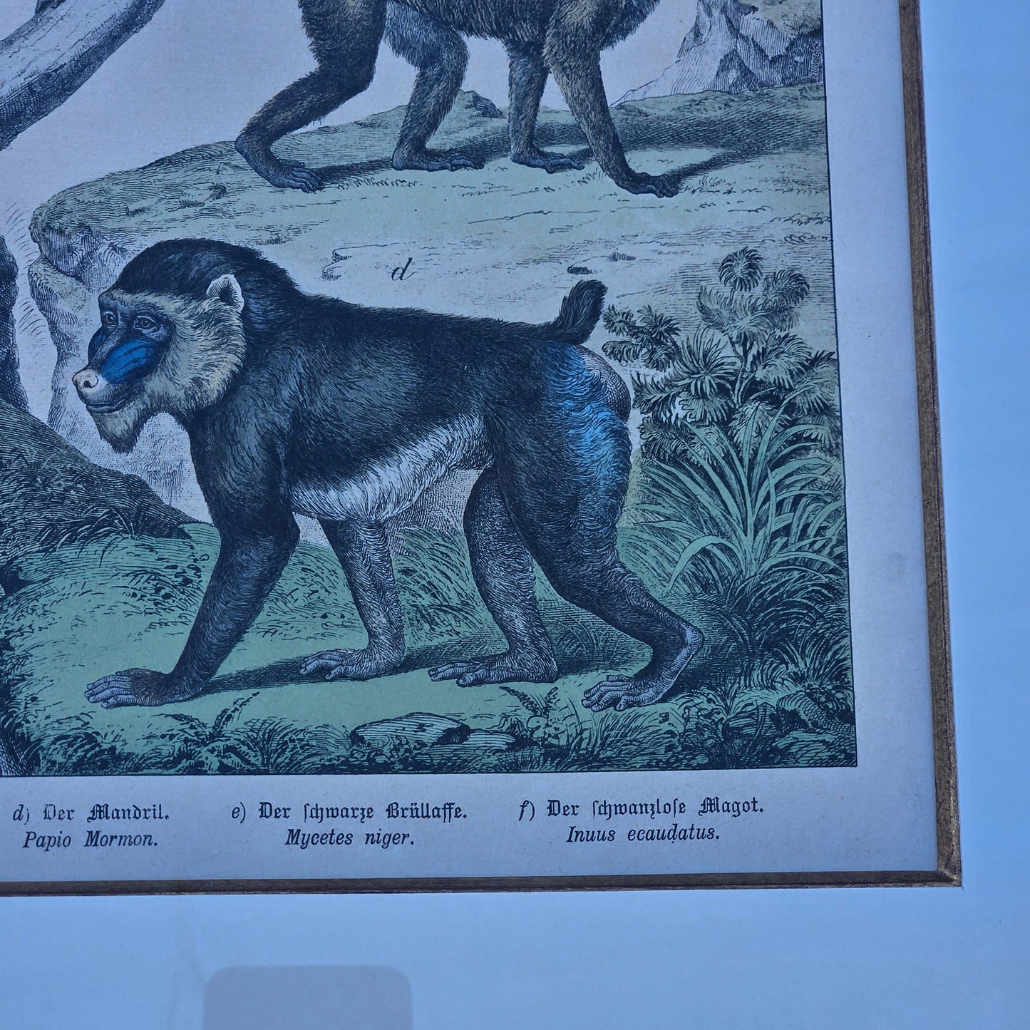 Antique Framed Lithograph of Monkeys & Baboons by GH Schubert