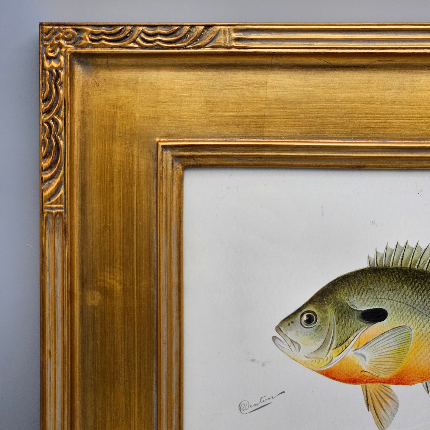 Antique Long Eared Sunfish Framed Hand Painted Fish Lithograph
