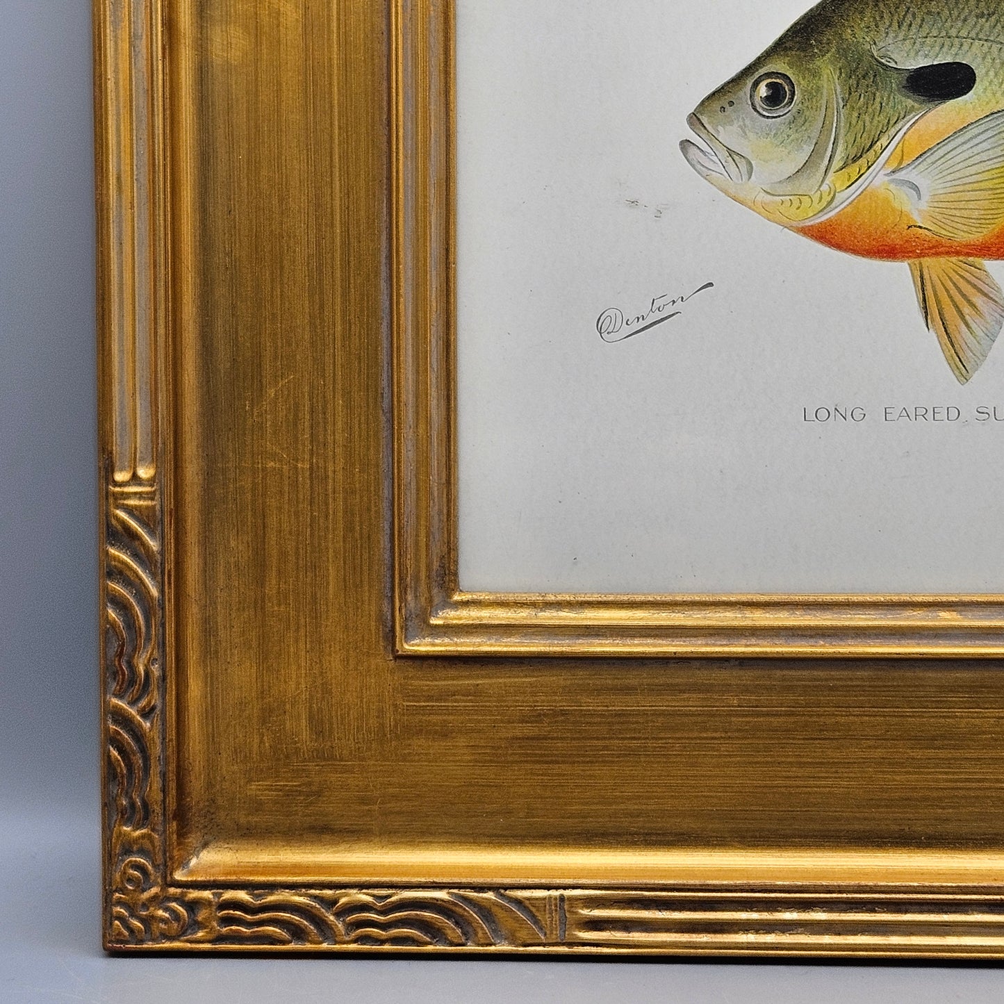 Antique Long Eared Sunfish Framed Hand Painted Fish Lithograph