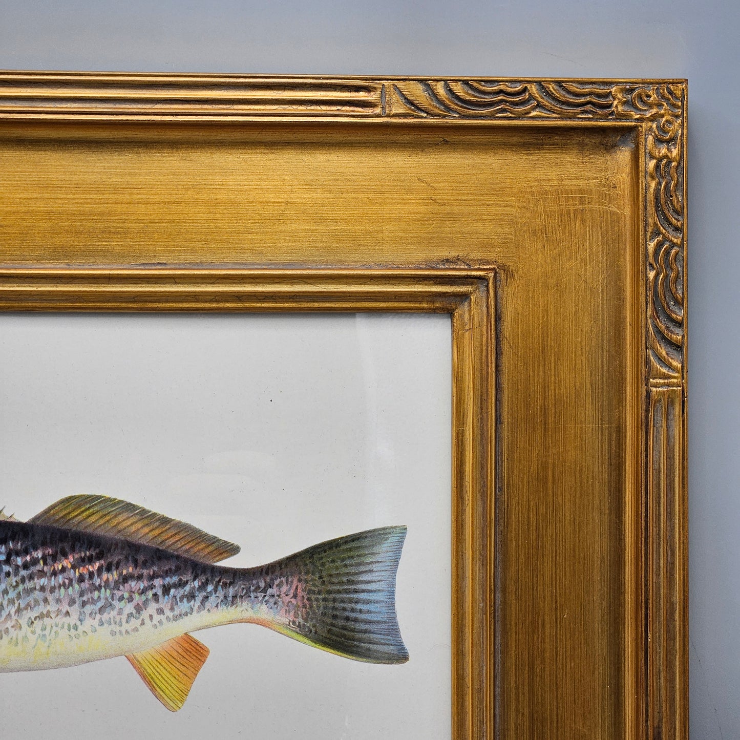Antique Weak-Fish or Squeteague Framed Fish Hand Colored Lithograph