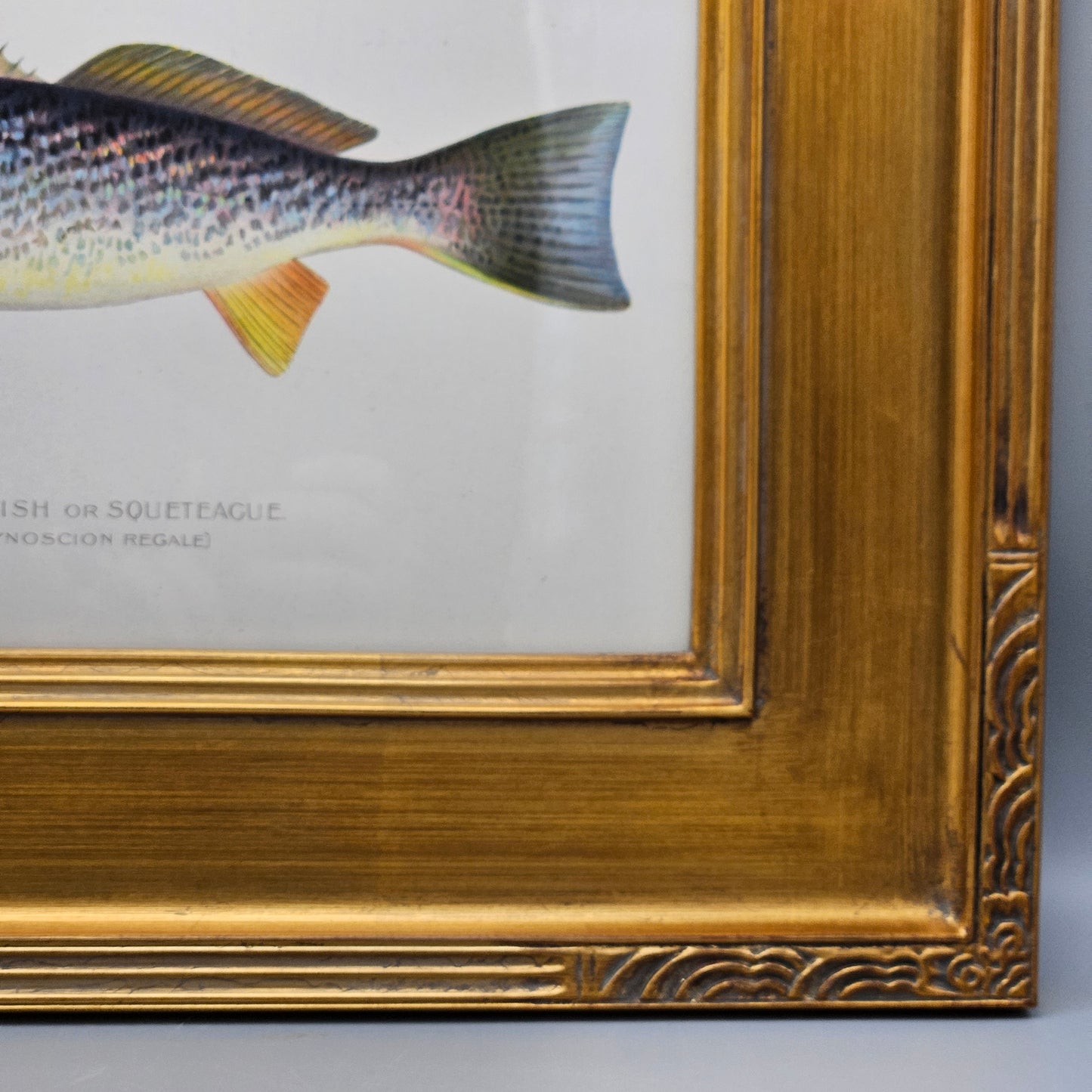 Antique Weak-Fish or Squeteague Framed Fish Hand Colored Lithograph