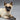 Vintage Shafford Made in Japan Seal Point Siamese Cat Figurine #103