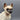 Vintage Shafford Made in Japan Seal Point Siamese Sitting Cat Figurine #104