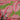 Vintage Lilly Pulitzer Lilly Flower Fabric