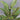 Pair Petites Choses Toleware Plant Centerpieces