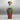 Tall Colorful Perfume Bottle with Stopper