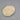 Puffy Sea Biscuit Seashell #1