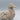 Stan Langtwait Shapes Of Clay Studio Pottery Duck Figurine made with Mt St Helens Ash