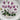 Portmeirion Pottery Botanic Garden Bread & Butter Plates - Set of 10