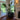 Origami Geometric Planter with Plant
