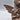 Cast Iron Angel/Pixie with Bird Figure - ShopSBH